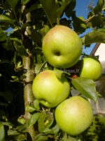Sloupová jabloň NATALJUŠKA (MM106) baleno po 10 ks VELKOOBCHOD