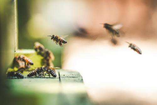 Přečtete si více ze článku Podzimní prolet včel