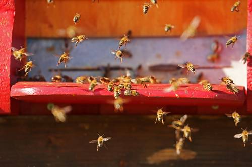 Přečtete si více ze článku Včelařský svátek – první prolet včel je tu!