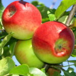 Sloupová jabloň Arbat (MM106)