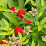 Malinojahoda – Rubus illecebrosus