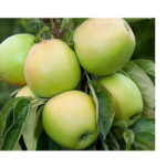 Sloupová jabloň Bolero (MM106)