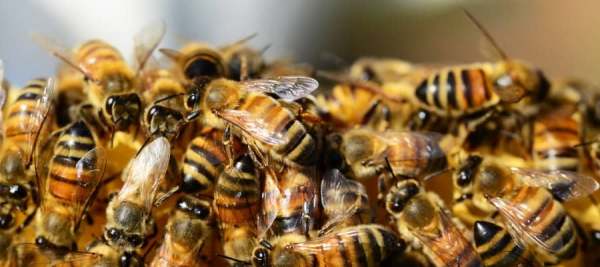 Včelařství prodej medu a svíček z včelího vosku
